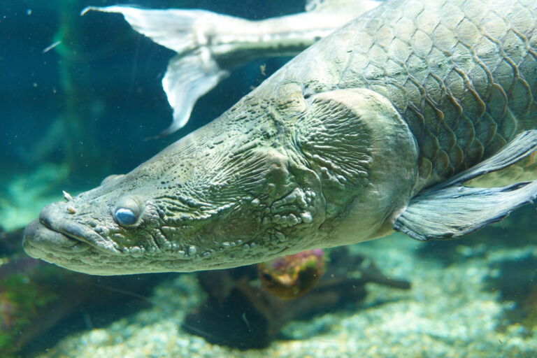 The featured image of 世界最大級の淡水魚水族館「アクア・トトぎふ」に行ってきました【ピラルクも居るよ！】