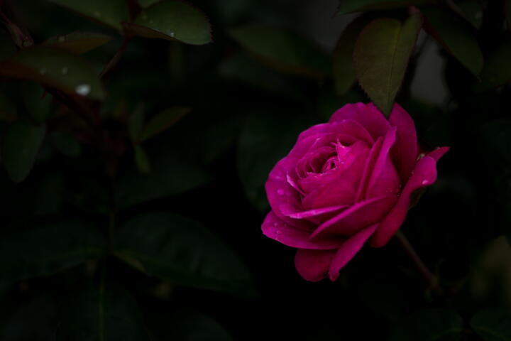 The featured image of 島田市ばらの丘公園のバラが見ごろです！【2022年初夏】