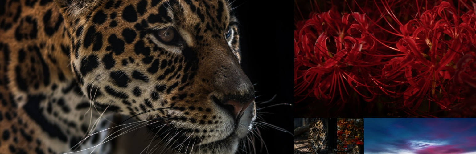 The featured image of Image Quality Control | Still BE